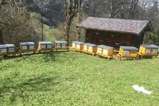 Bienenstöcke  Bild 2