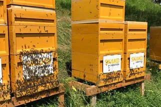 Bienenstöcke  Bild 6