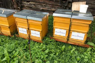 Bienenstöcke  Bild 5