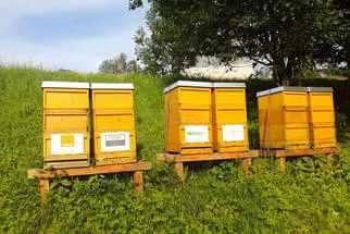 Bienenjahr '18 Bild 102