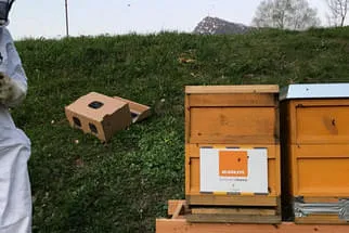 Bienenjahr '18 Bild 295