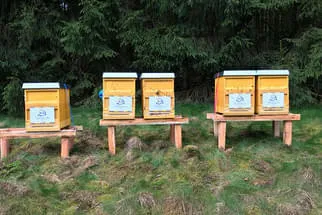 Bienenjahr '18 Bild 332