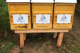 Bienenjahr '18 Bild 334