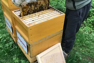 Bienenjahr '18 Bild 291