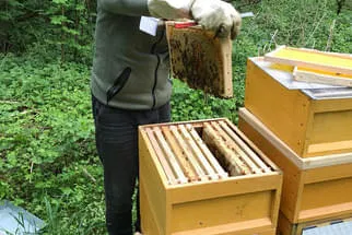 Bienenjahr '18 Bild 287