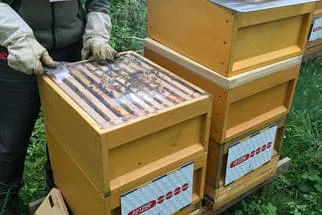 Bienenjahr '18 Bild 286
