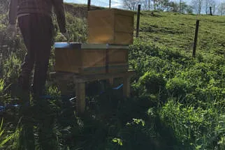 Bienenjahr '18 Bild 266