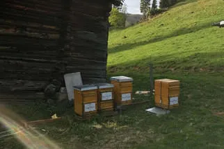 Bienenjahr '18 Bild 79