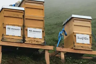Bienenjahr '18 Bild 70