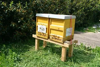 Bienenjahr '18 Bild 36