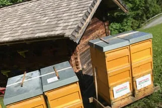 Bienenjahr '18 Bild 222