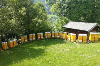 Bienenjahr '18 Bild 170
