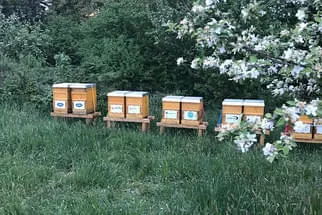 Bienenjahr '18 Bild 206