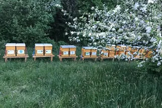 Bienenjahr '18 Bild 207