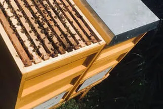Bienenjahr '18 Bild 121