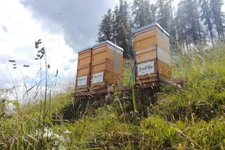 Bienenjahr '18 Bild 131
