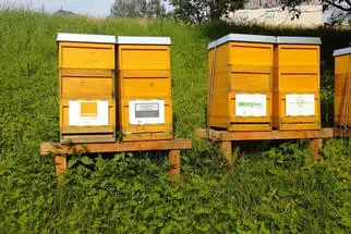 Bienenjahr '18 Bild 159