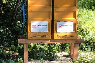 Bienenjahr '18 Bild 99