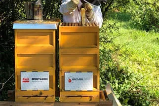 Bienenjahr '18 Bild 94
