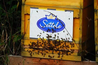 Settele Bild 26