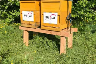 Bulu Bild 19