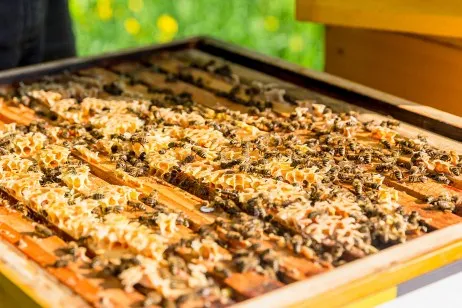 Weltbienentag