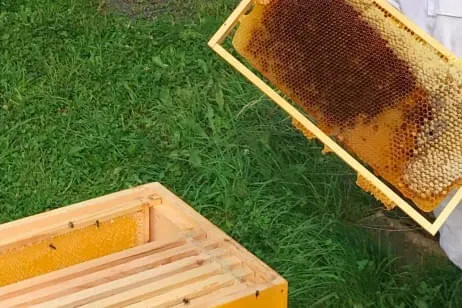 Wir-investieren-in-Bienen-da-wir-etwas-gegen-das-Bienensterben-tun-wollen.-
